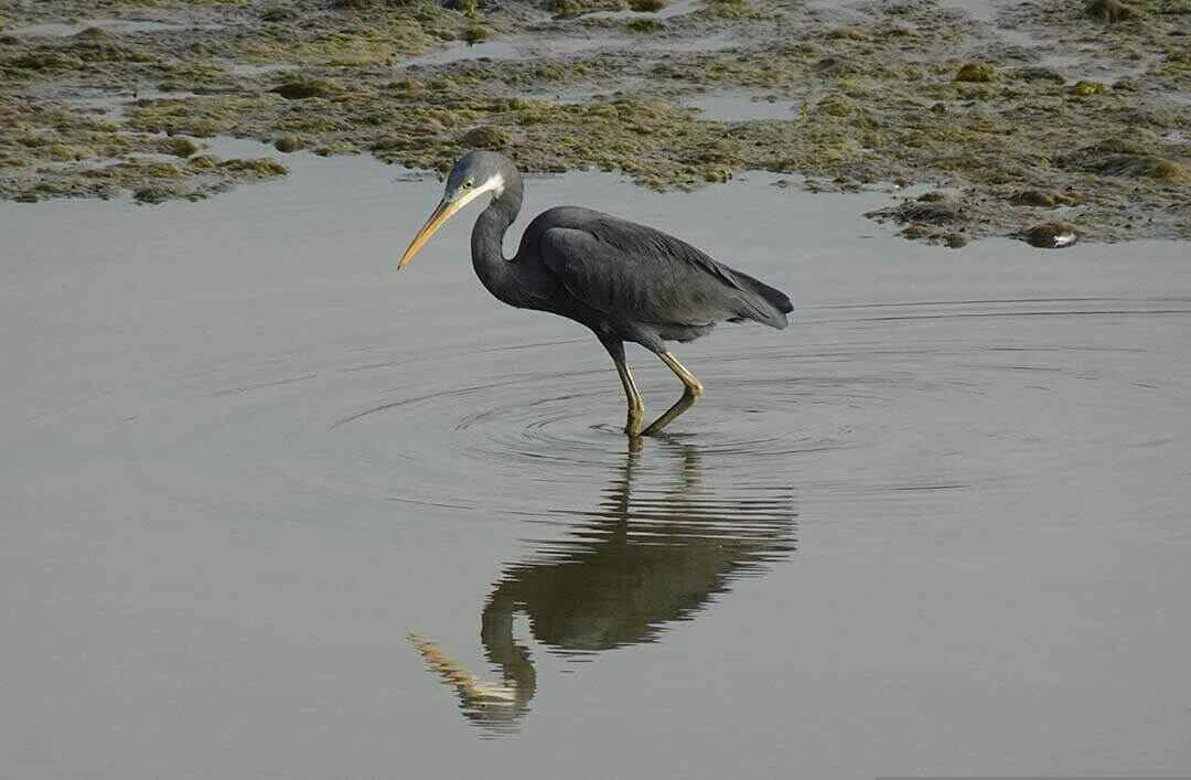 Western Reef Heron